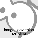 1 Speeds Pingle - NEW PRICE 